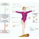 d'après SVT- 4ème- Belin