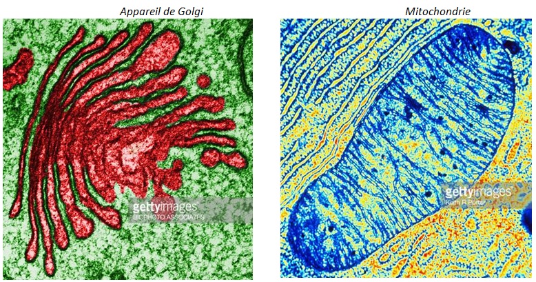 http://blog.ac-versailles.fr/biobenhamza/public/BPH_1ere/Appareil_Golgi_et_Mitochondrie.jpg