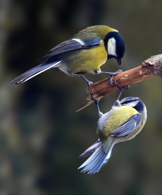 Parus_major___Cyanistes_caeruleus_1__Martin_Mecnarowski_.jpg