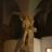 DSC08858.jpg