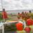DSC06882.jpg