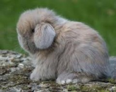 lapin_2.jpg