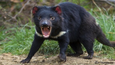 Tasmanian-Devil-.jpg