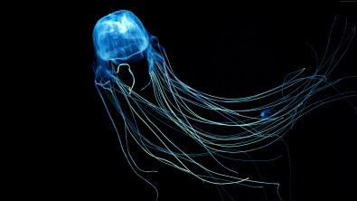 box jellyfish.jpg