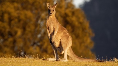 monde-animal-kangourou-.jpg