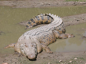 290px-SaltwaterCrocodile('Maximo').jpg