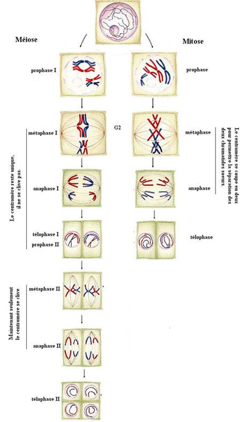 Comparaison mitose méiose La boîte à BOSONS