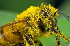 abeille_couverte_pollen.jpg
