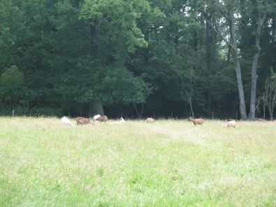 IMG_7321.jpg