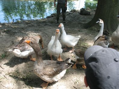 IMG_7381.jpg
