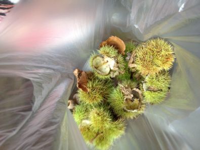 BALLADE_AUTOMNALE__16_.JPG