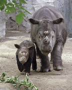 rhinoceros sumatra.jpg