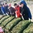 ostreiculture0028.jpg