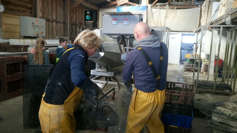 ostreiculture0013.jpg