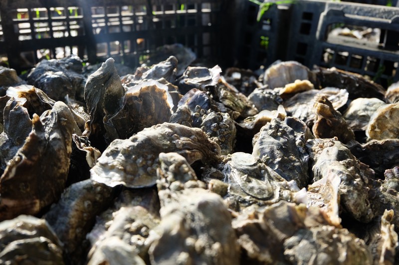 ostreiculture0092.jpg