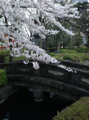 Cerisier_du_Japon.jpg