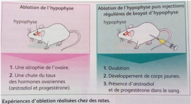 Ablation_hypophyse_FSH_et_LH.PNG