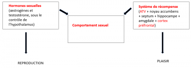 BILAN_COMPORTEMENT_SEXUEL.PNG