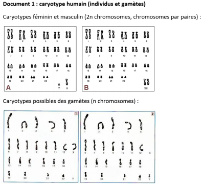 Caryotypes_individus_et_gametes_humains.png