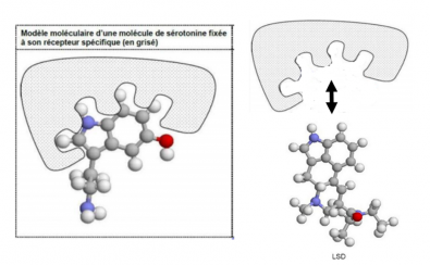 Conformation_moleculaire_et_fixation_aux_recepteurs_aux_neurotransmetteurs.png