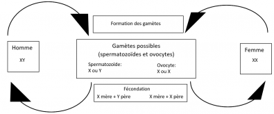 Cycle_biologique_humain.PNG