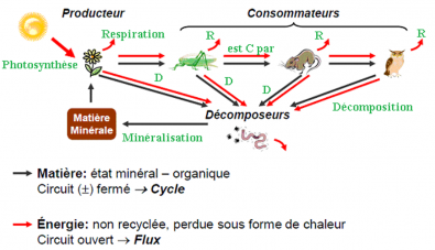 Cycle_de_la_matiere_et_flux_d_energie.png