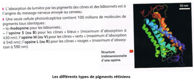 Differents_types_de_pigments_retiniens.PNG