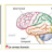 Le_cortex_occipital_traite_les_informations_visuelles.PNG