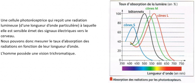 Longueurs_d_onde_absorbees_par_les_cones_et_batonnets.PNG