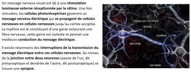 Neurones_et_synapses.PNG