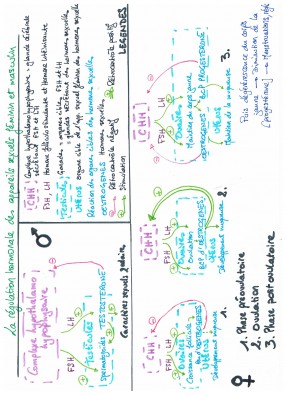 Regulation_hormonale_cycles_feminin_et_masculin.jpeg