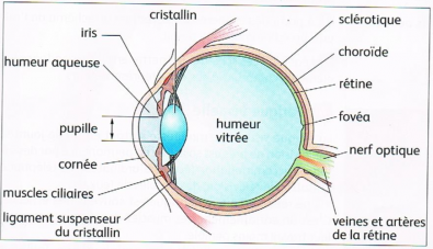 Schema_oeil.png