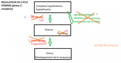 Schema_regulation_cycle_feminin_et_action_de_la_pilule.PNG