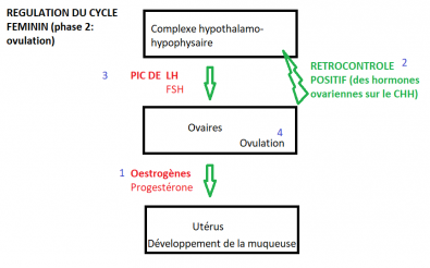 Schema_regulation_cycle_feminin.PNG