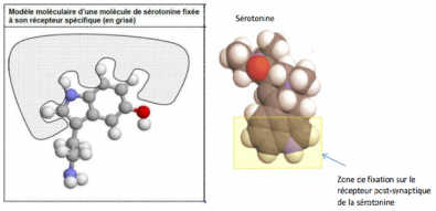 Serotonine_fixee_a_son_recepteur.PNG