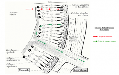 Trajets_lumiere_et_information_nerveuse.png