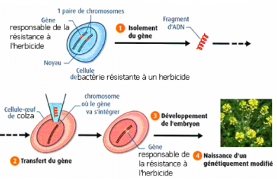 Transgenese.PNG