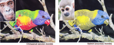 Vision_des_couleurs_differentes_de_deux_primates.png