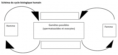 schema_du_cycle_biologique_humain.png