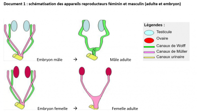 schematisation_des_appareils_sexuels_feminin_et_masculin.png