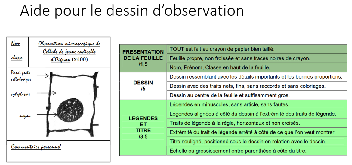 Aide_pour_le_dessin_d_observation.PNG