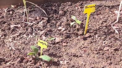 Courgettes_tournesol.jpg