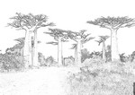 Baobabs2.jpg