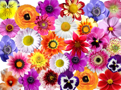 flowers-2666478_960_720.png