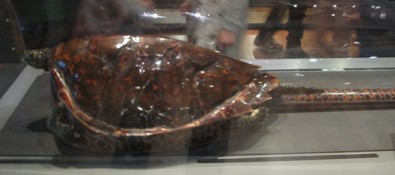 carapace.jpg