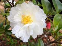 Camellia Sasanqua.jpg