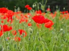 Coquelicot 1.jpg