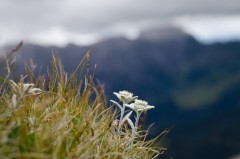 Edelweiss0.JPG