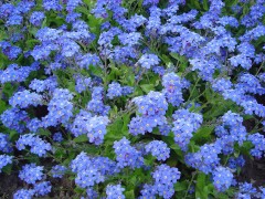 Myosotis Victoria.jpg