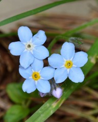 Myosotis des bois.jpg